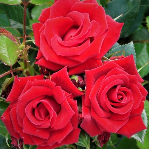 Rosa Love Knot - rood - klimroos